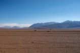 An expansive desert landscape with a clear blue sky overhead. Two vicuñas stand on the arid terrain, surrounded by distant mountains that form a rugged backdrop.