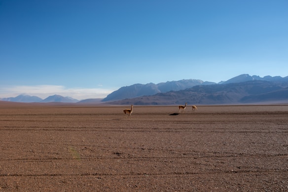 An expansive desert landscape with a clear blue sky overhead. Two vicuñas stand on the arid terrain, surrounded by distant mountains that form a rugged backdrop.