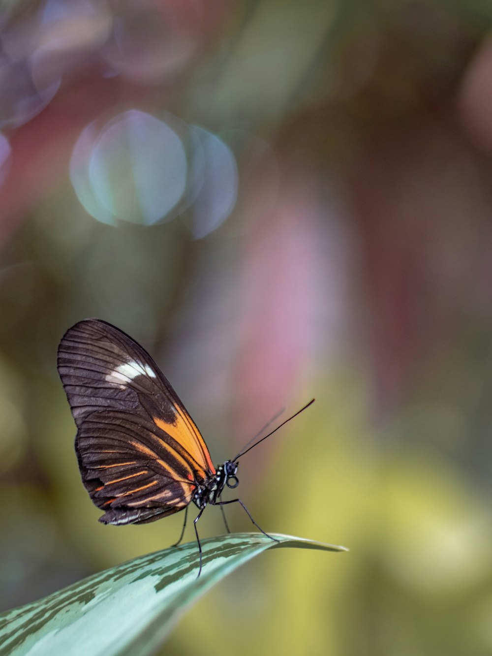 brown butterfly perching on leaf