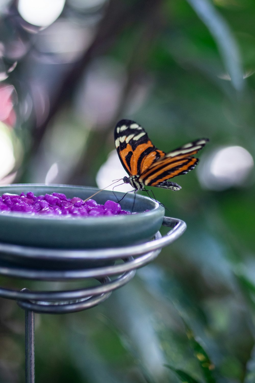 selective focus photography of butterfly