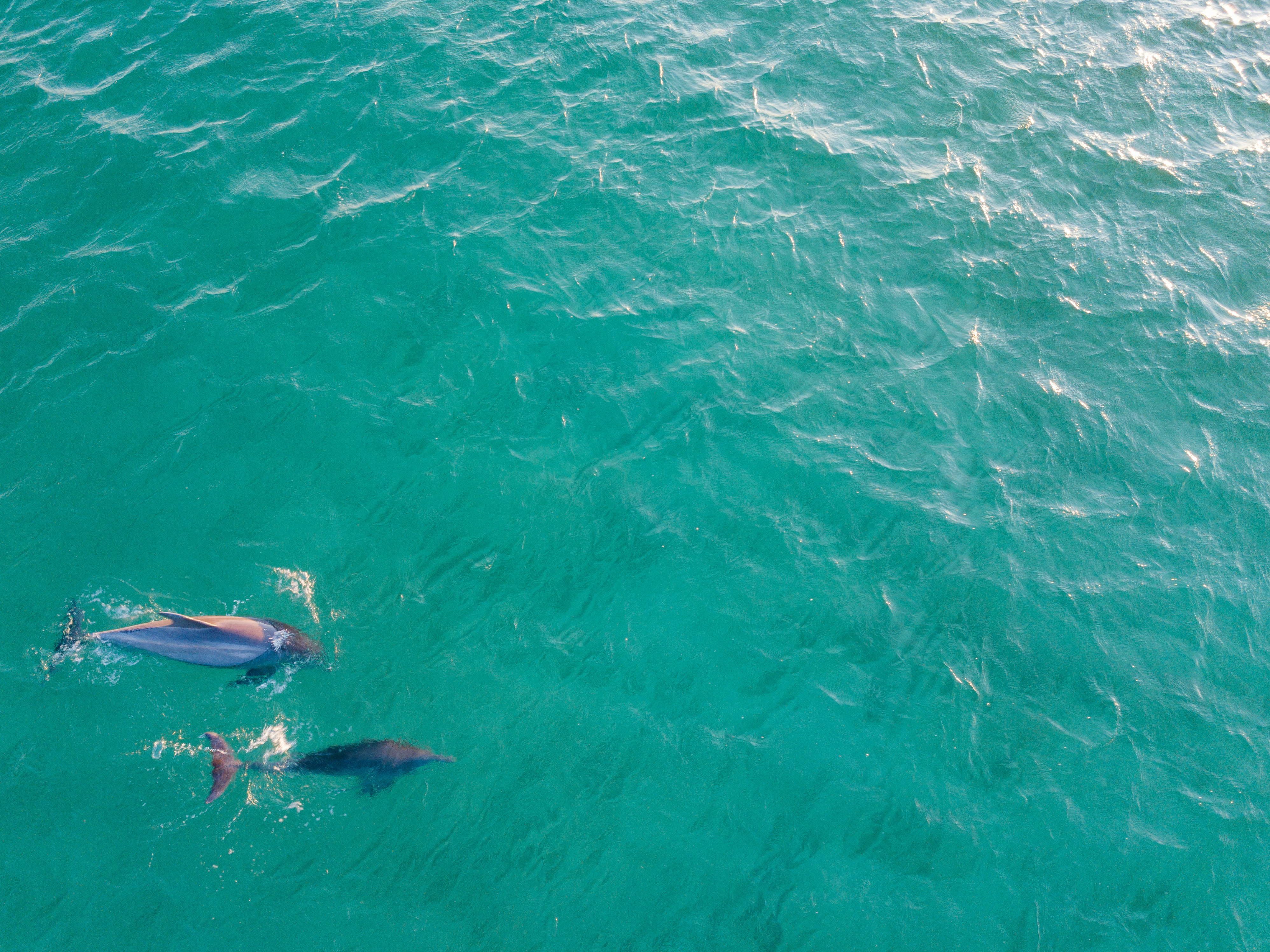 dolphins on ocean