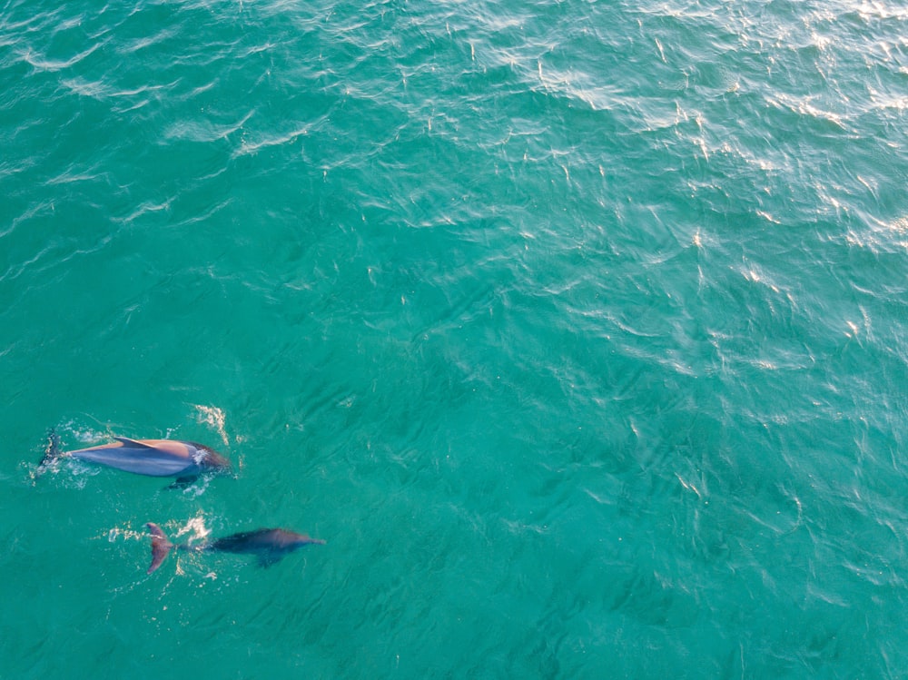 dolphins on ocean