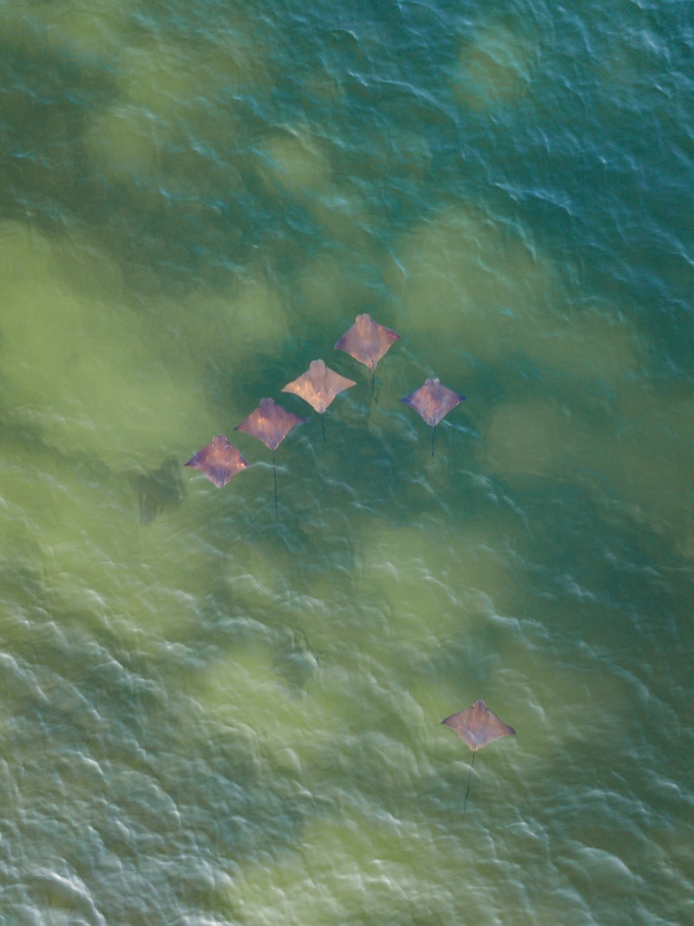 six brown string rays