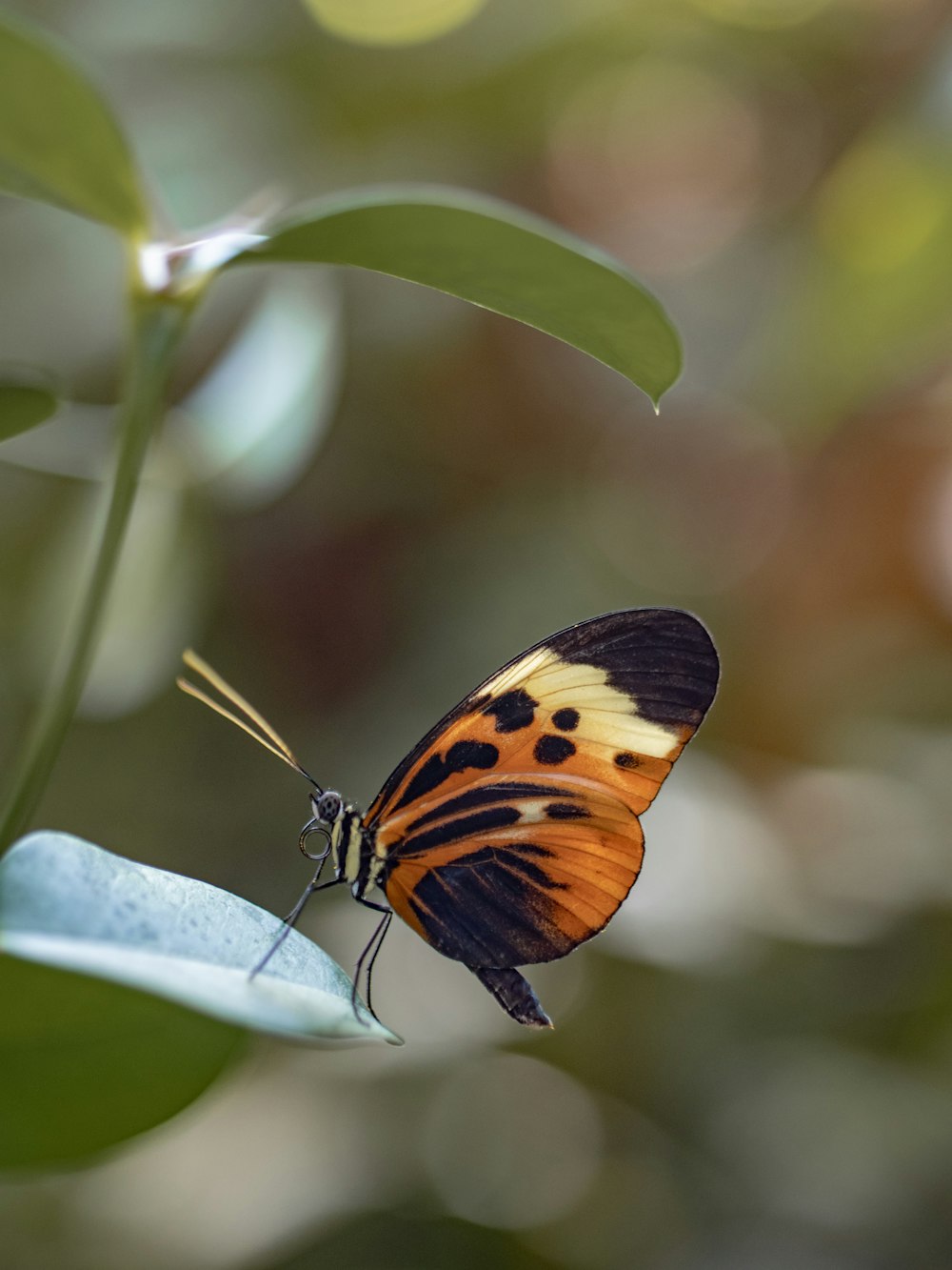 orange and black insect perched on leaf