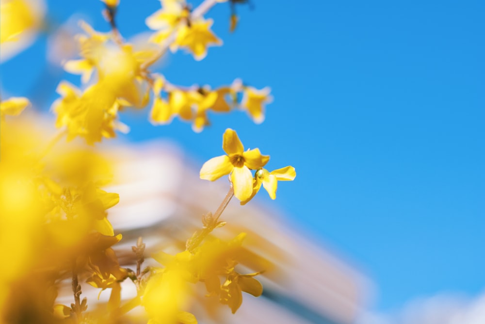 Foto di messa a fuoco selettiva del fiore giallo del grappolo