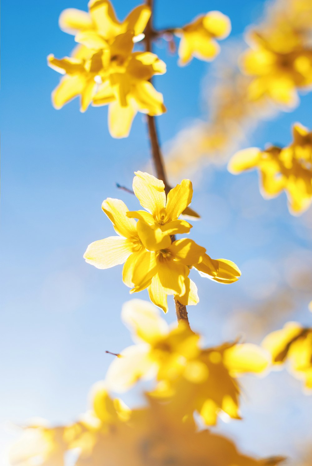 yellow petaled flowers