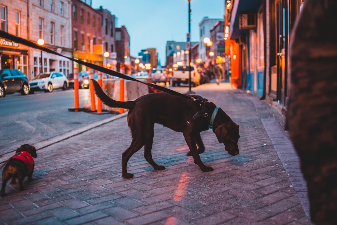 brown dog on road