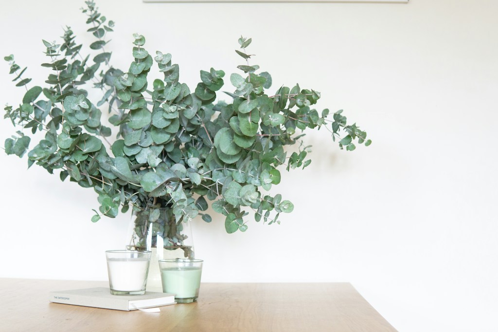 Eucalyptus Mist