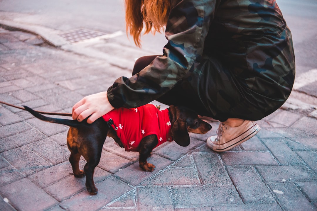 dachshund with red jacket