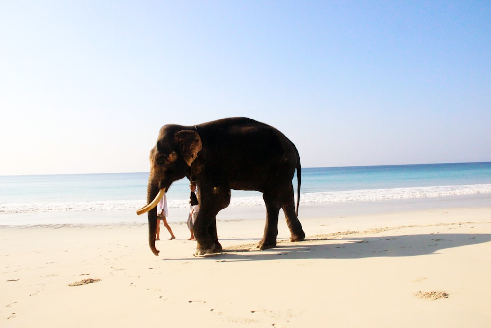 Elefante negro en la orilla del mar durante el día