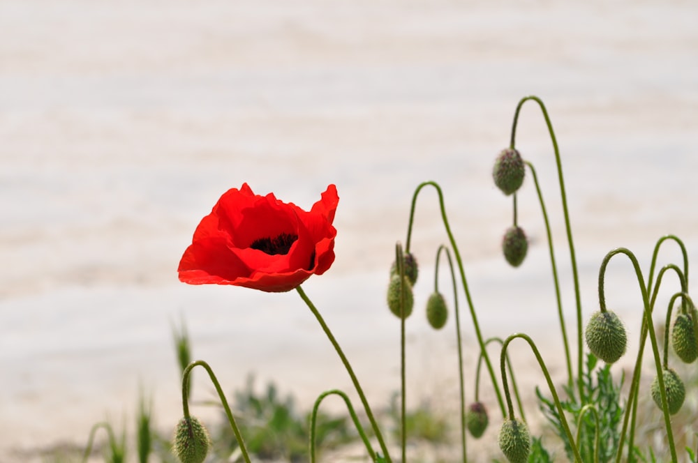 flor de pétalos rojos