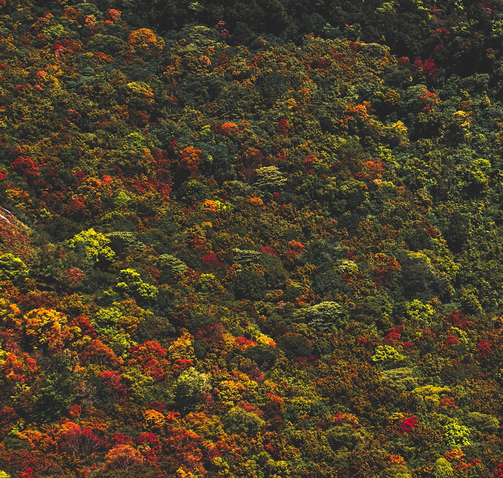 green-leafed trees