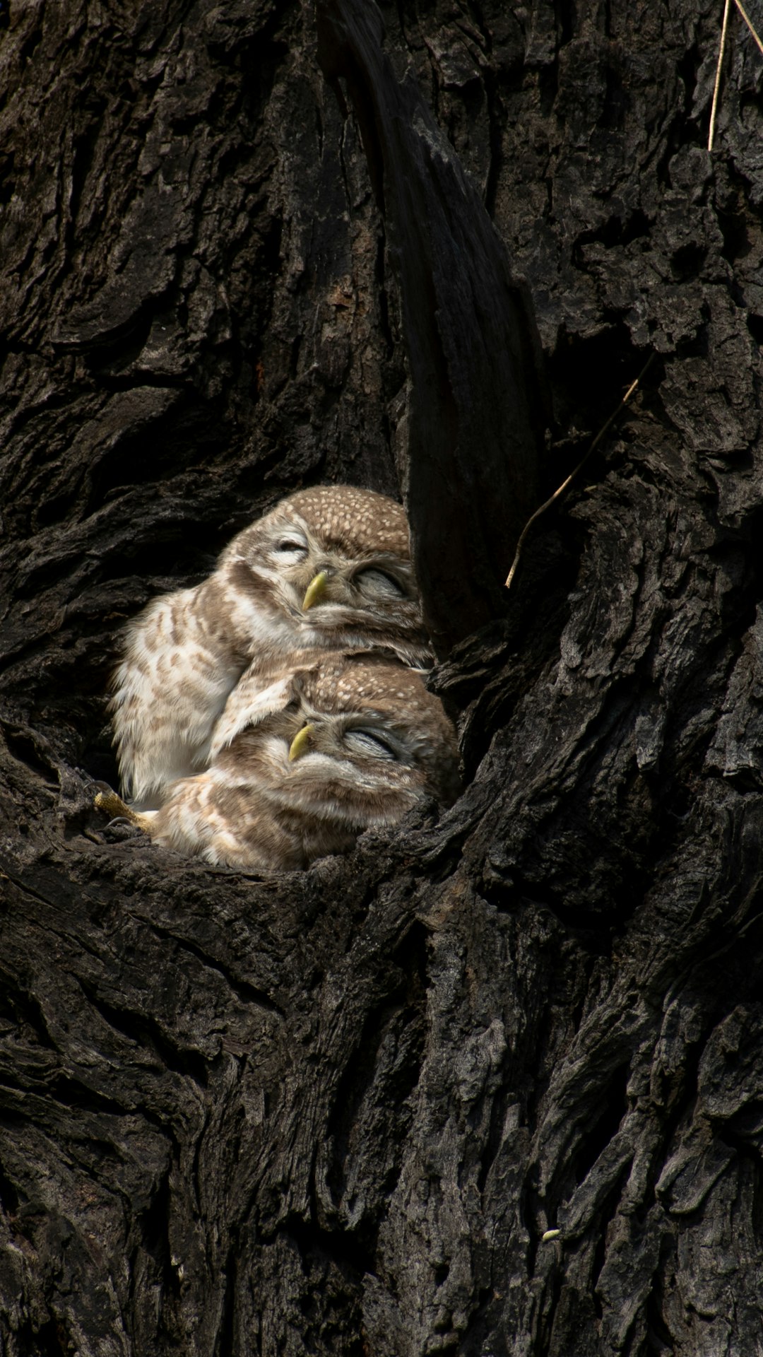  brown owlets in nest owl