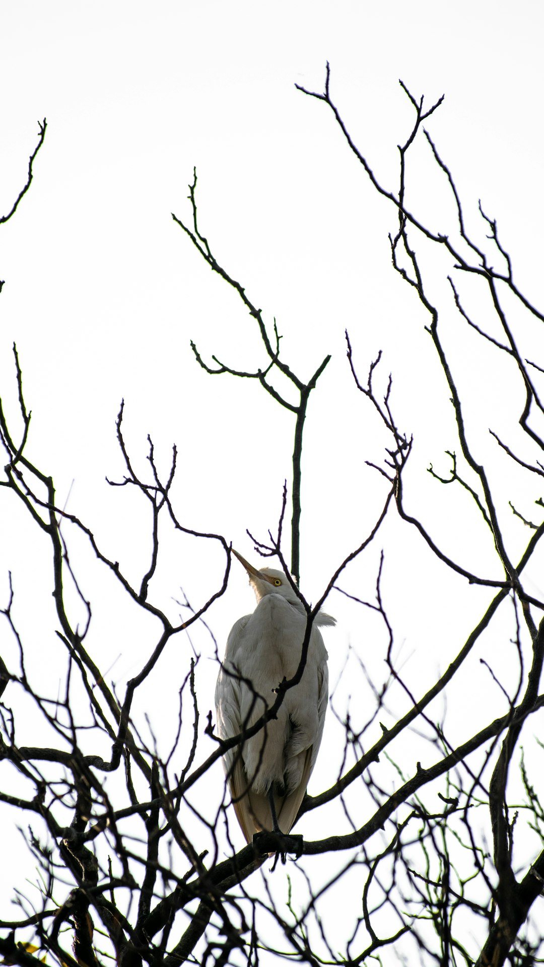 white bird on tree