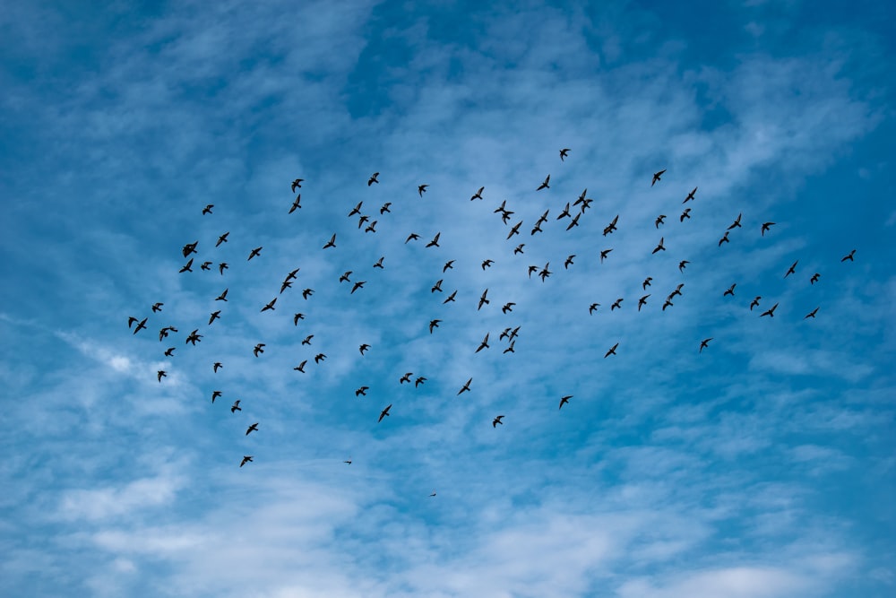 flock of birds during daytime