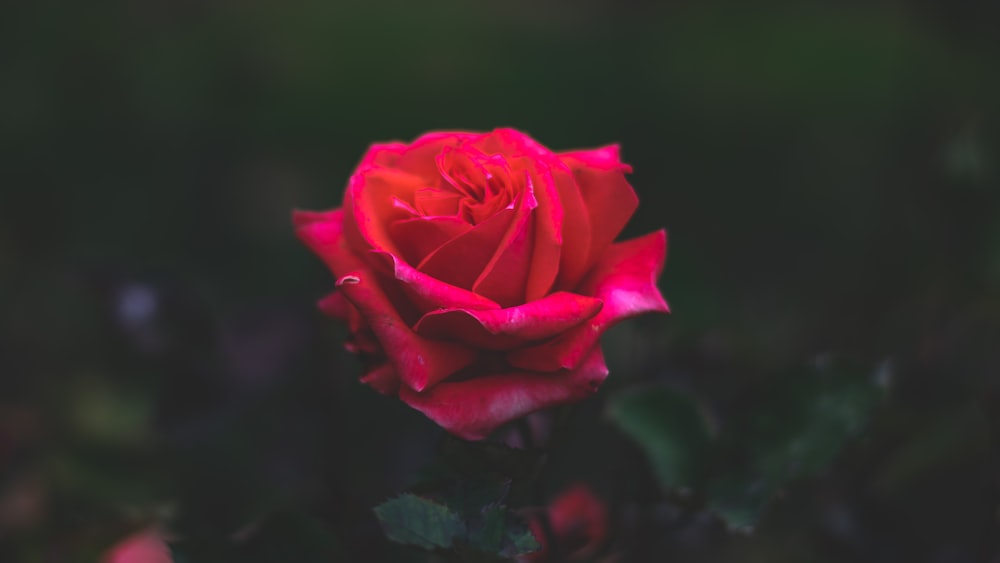 closeup photo of red flower