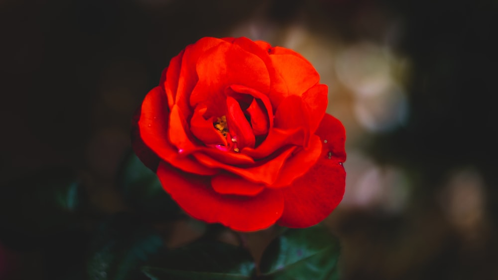 red petaled flower