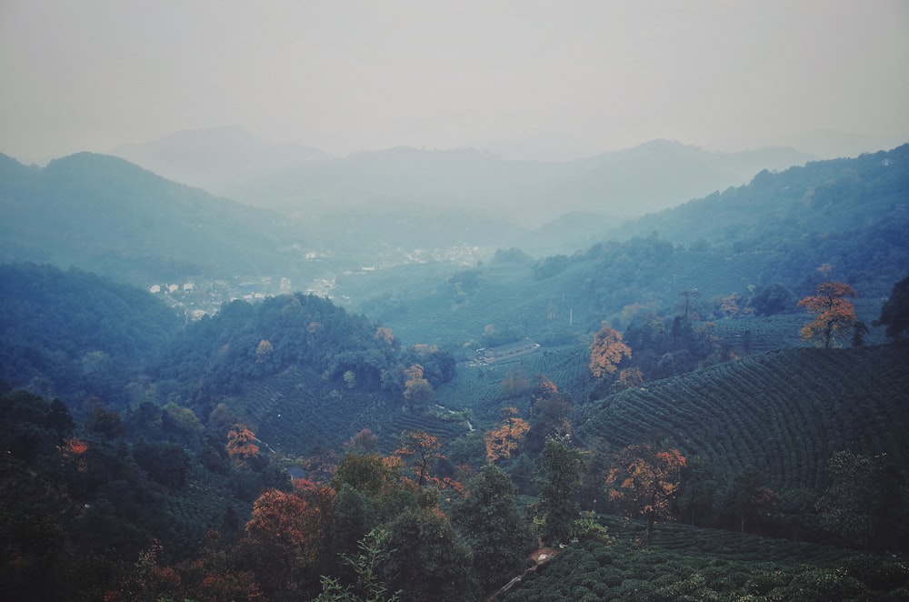 view of hills covered with trees