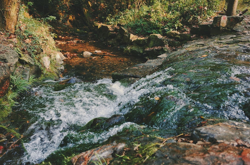 river near green leafed trees