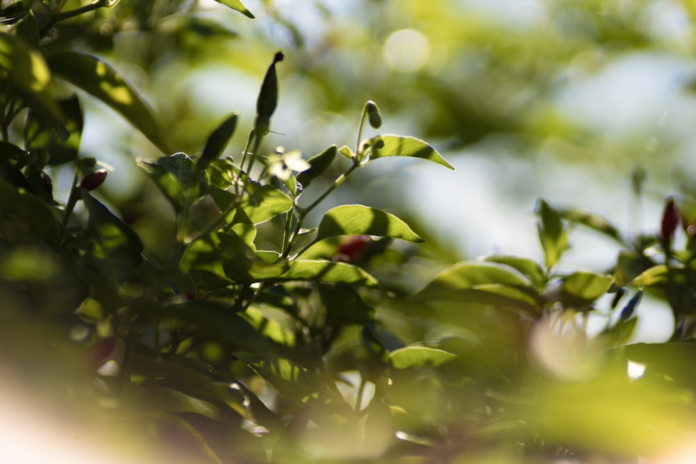 green-leafed trees in selective-focus photography