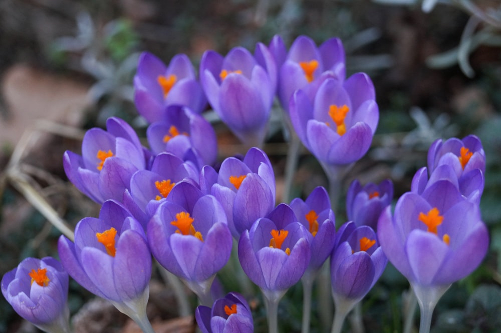 selective focus photo of flower