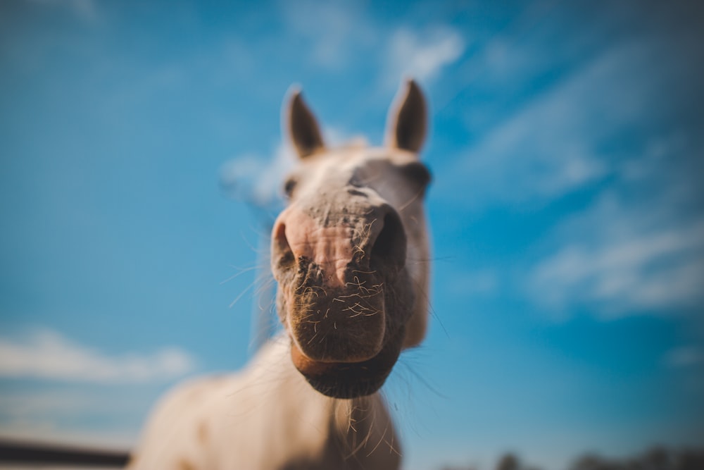 shallow focus photo of white horse