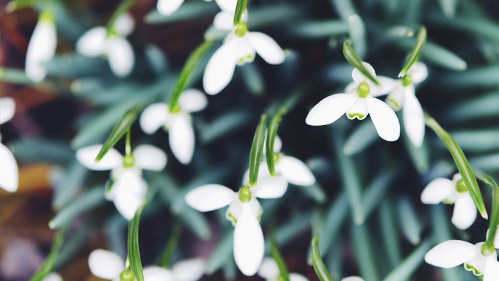 white-petaled flowers