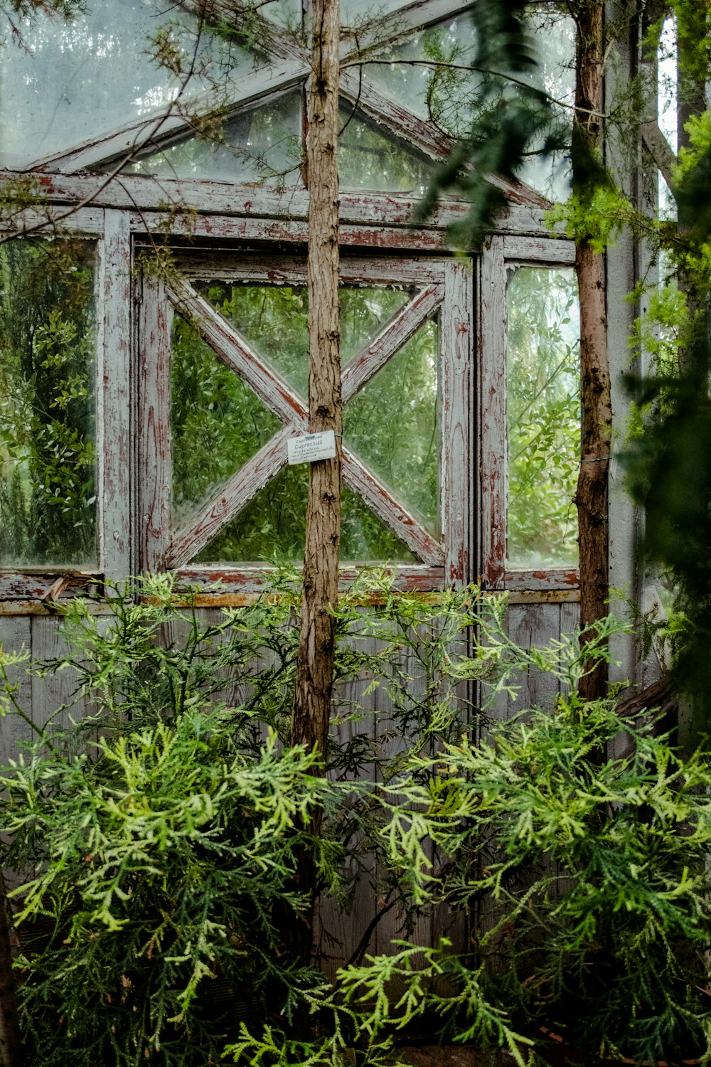 brown wooden wall beside plants