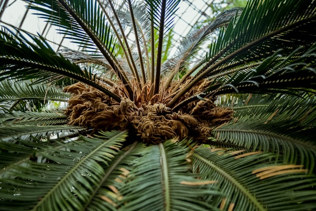 A close-up view of a lush, green cycad plant with long, narrow fronds extending outward from a central point. The center features a dense cluster of brown, fibrous structures, contrasted against the vibrant green leaves. The image is taken from a low angle, capturing the detailed texture and layering of the plant's leaves.