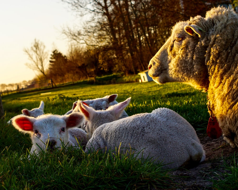 group of sheep lying on grass field