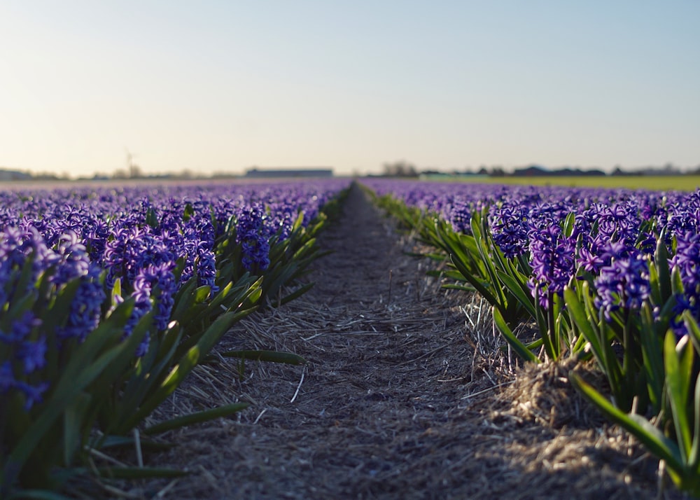 lavender flower field