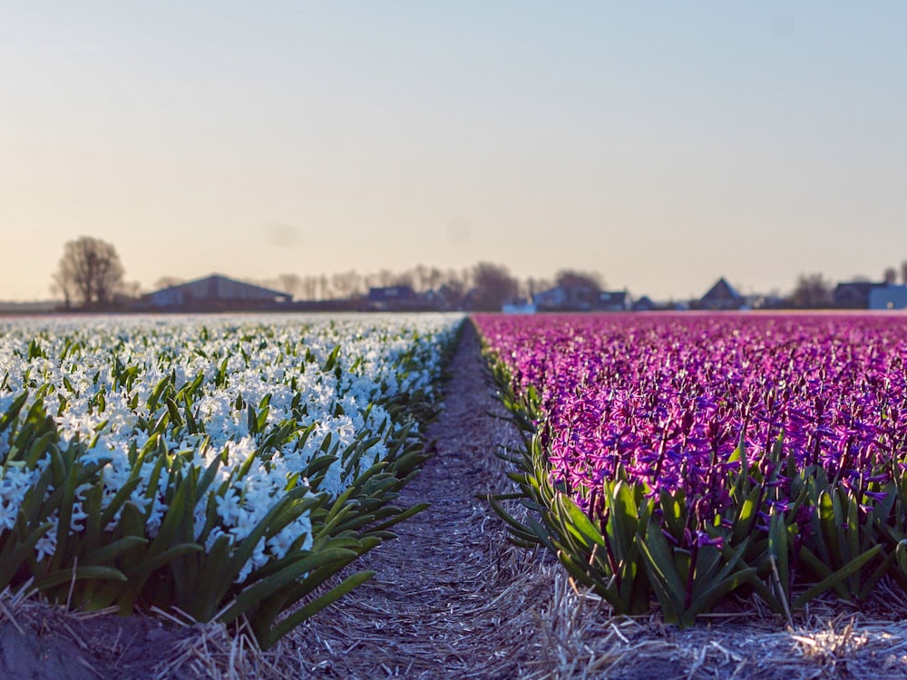 purple and white petaled flowers field under gray sky