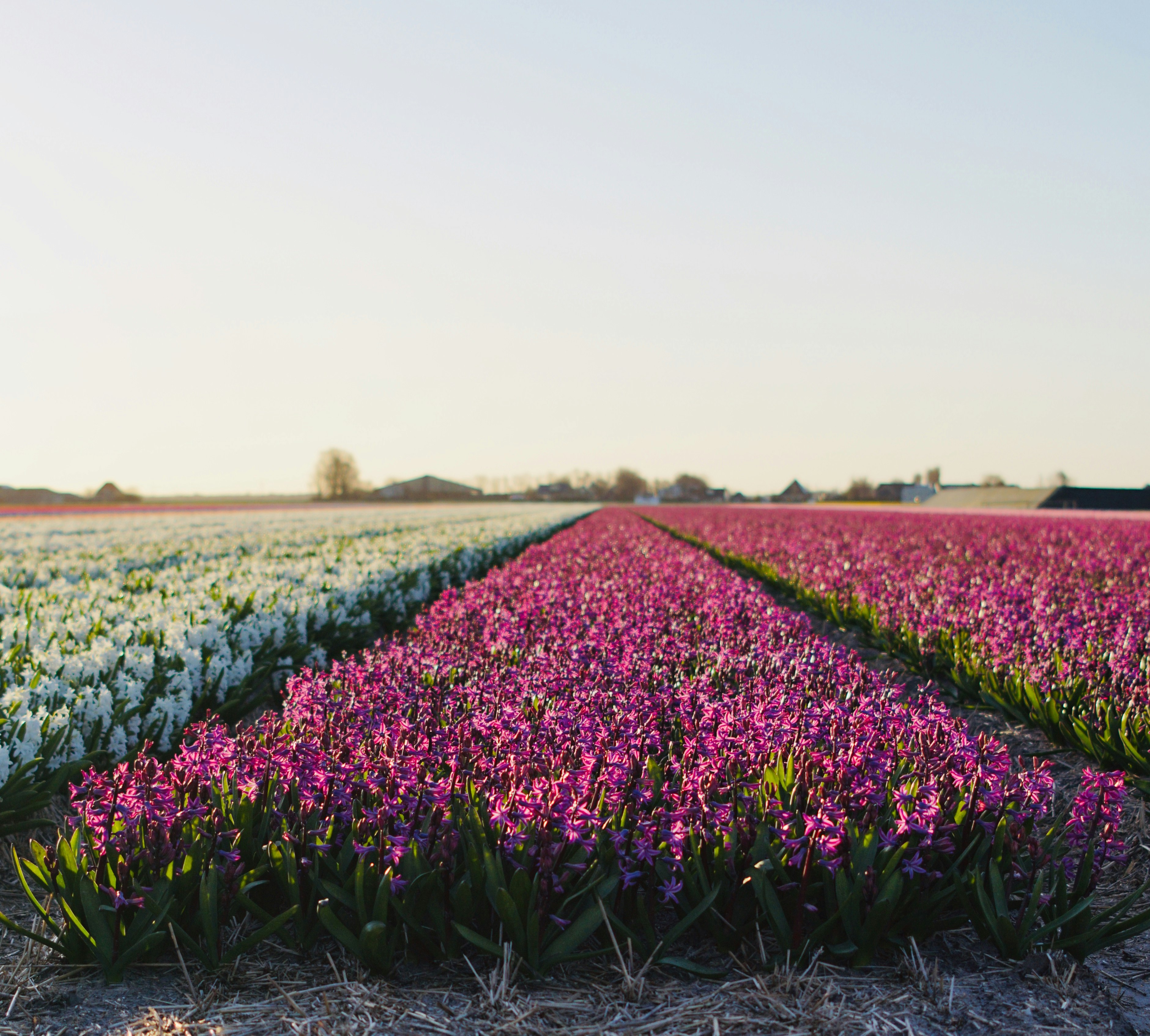 field of purple and white flower field during daytime