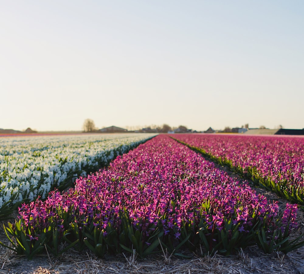 field of purple and white flower field during daytime