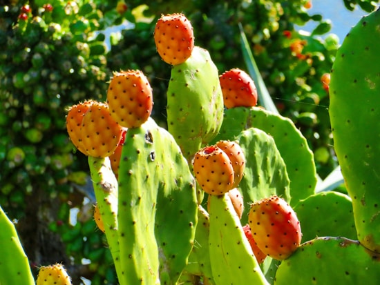 A cluster of prickly pear cacti with ripe, orange and red fruit set against a backdrop of other green plants. The sunlight highlights the vibrant colors of the cactus pads and fruit.
