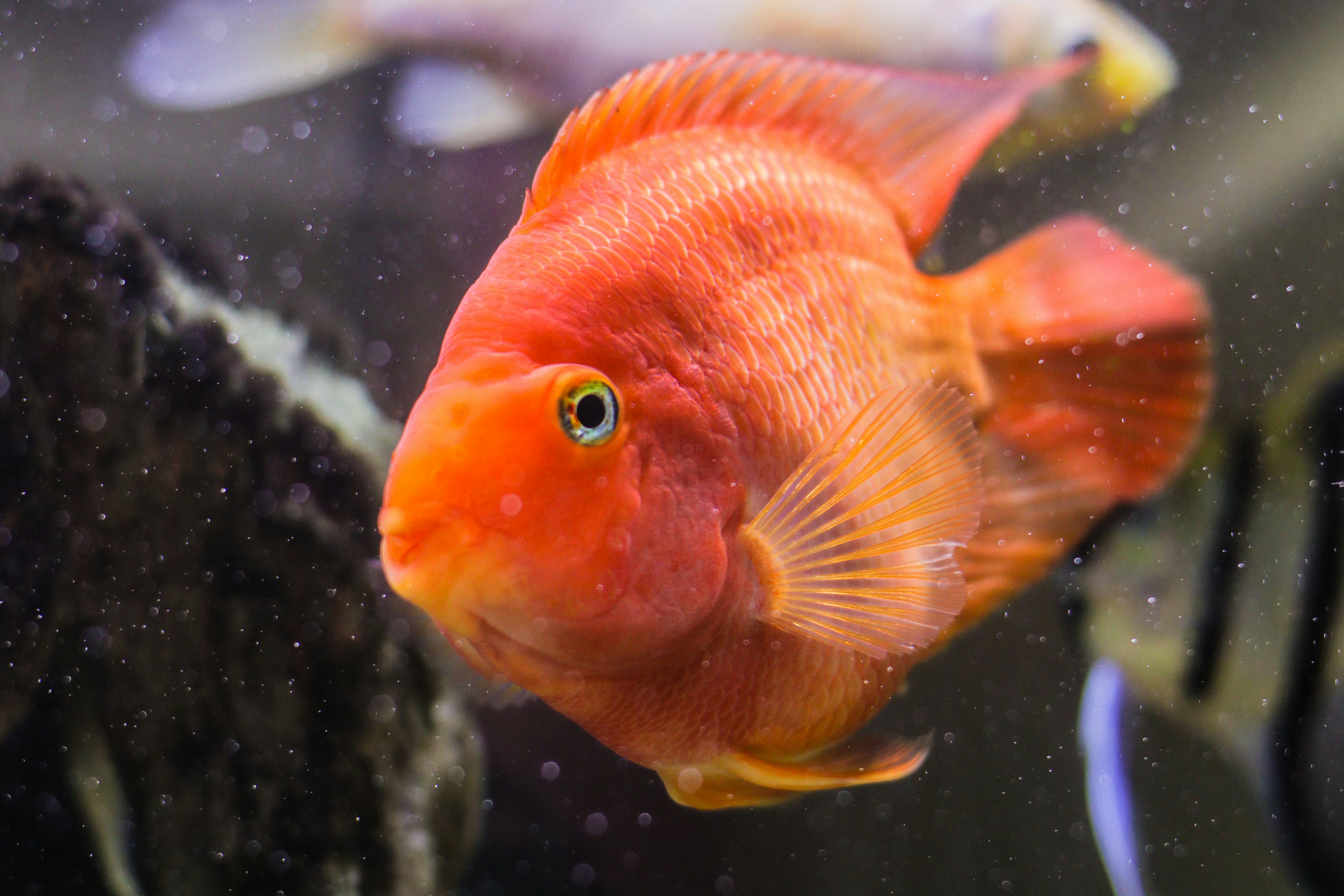 orange pet fish photo – Free Fish Image 