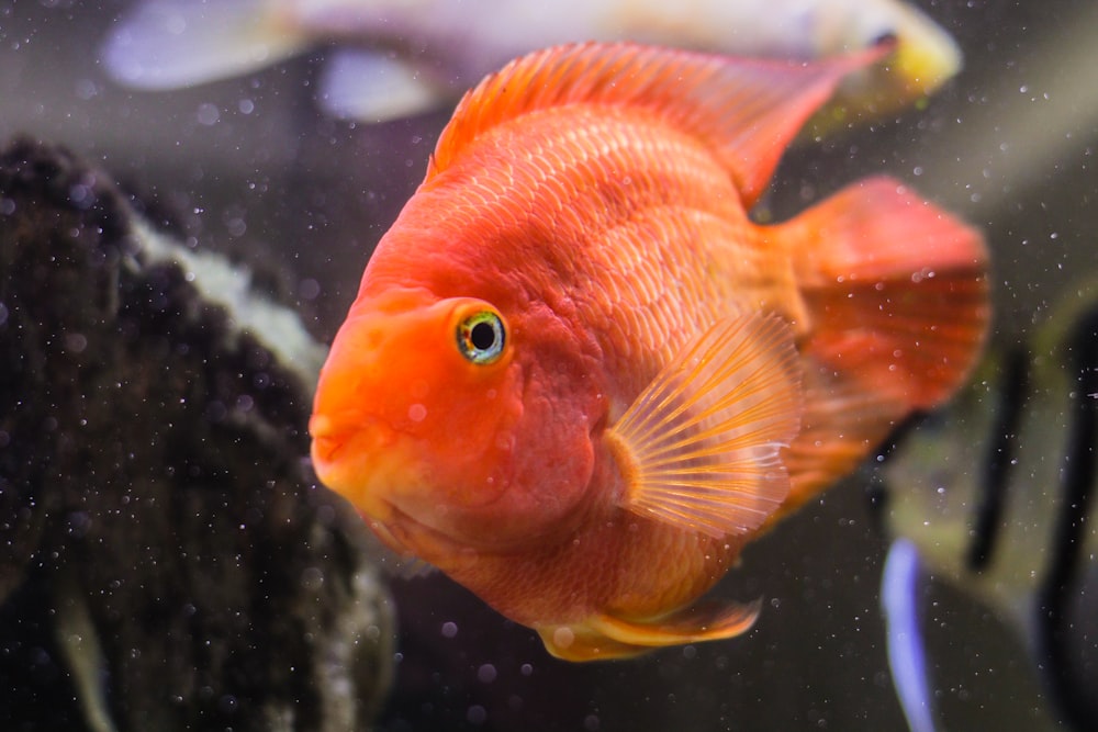 orange pet fish