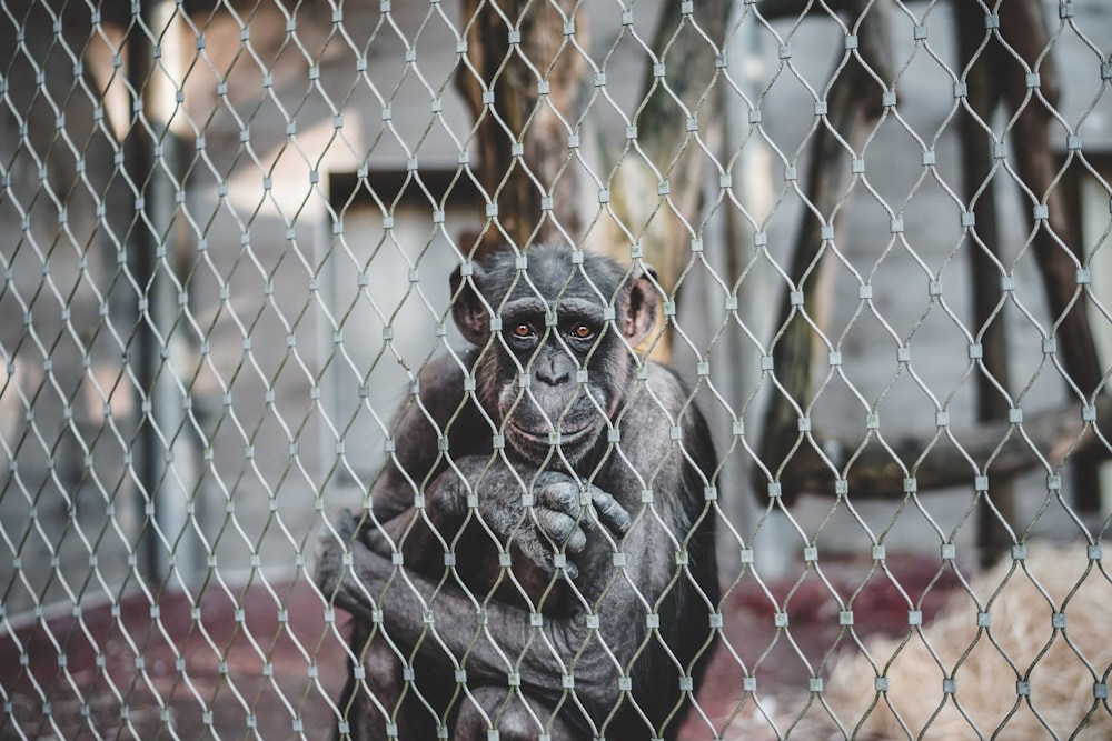 Mono sentado dentro de una jaula