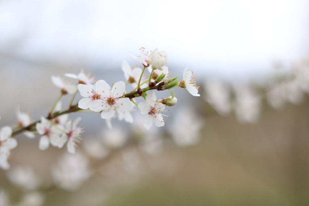 selective focus photography of white petaled flowers