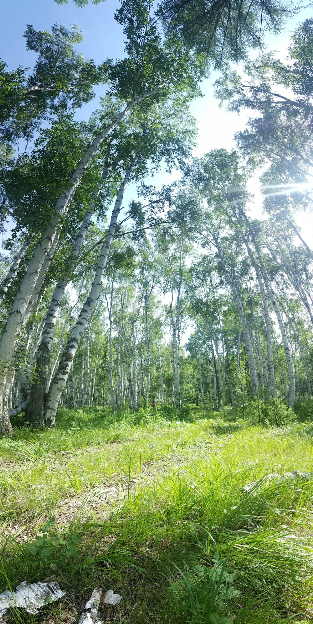 worm view photo of green trees during daytime