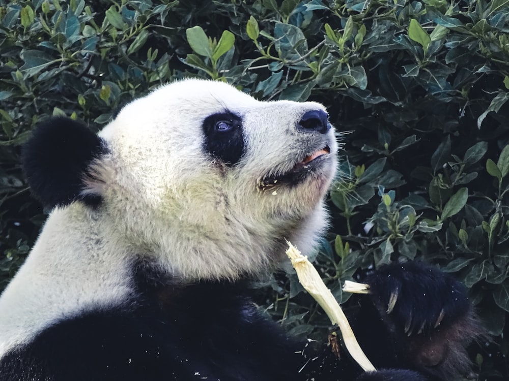 um panda preto e branco comendo um bastão de bambu