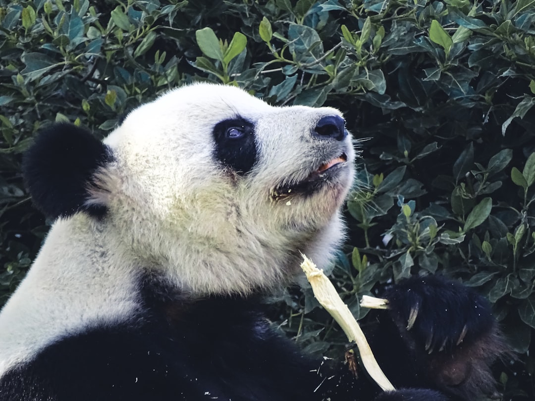 Panda is having a snack.