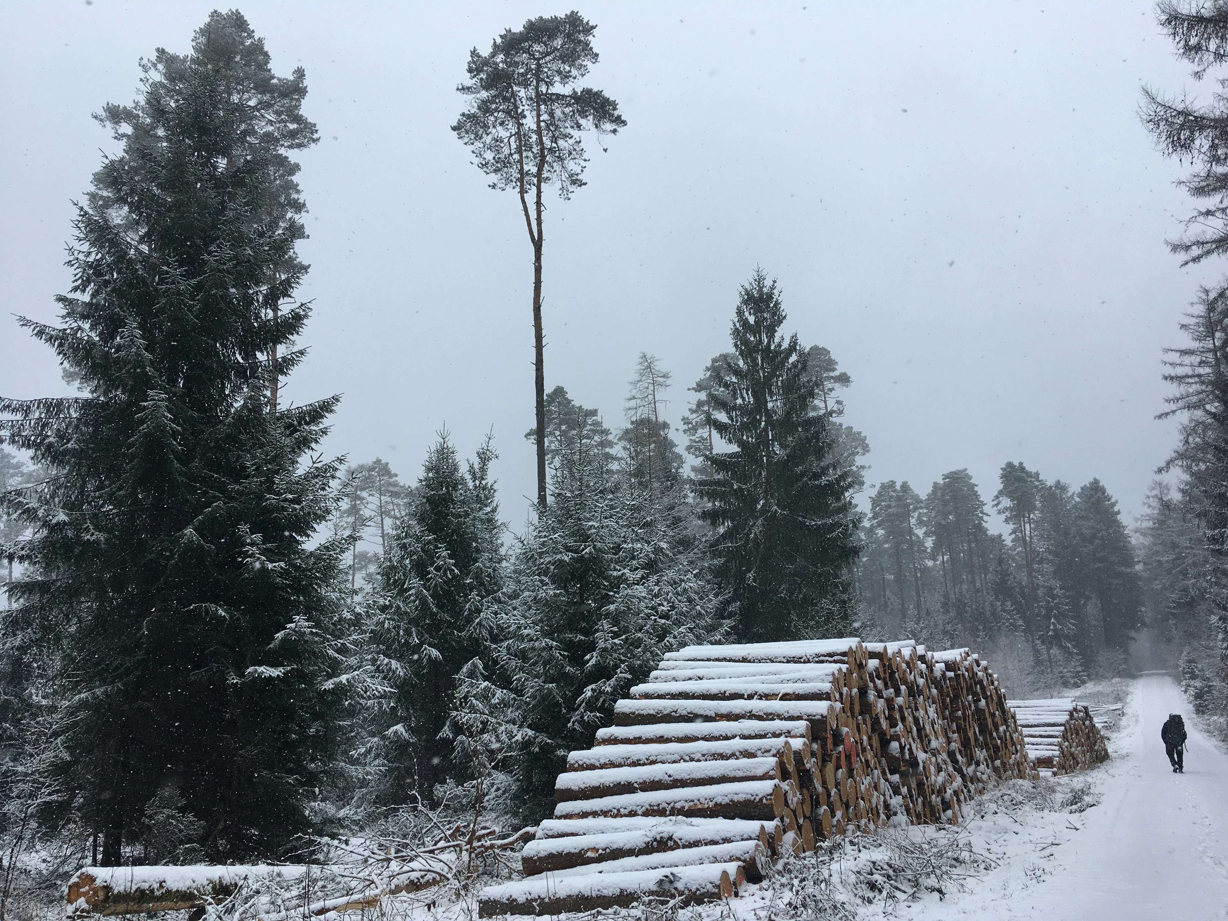 pile of tree logs covered with snow