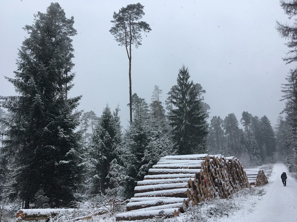 pile of tree logs covered with snow