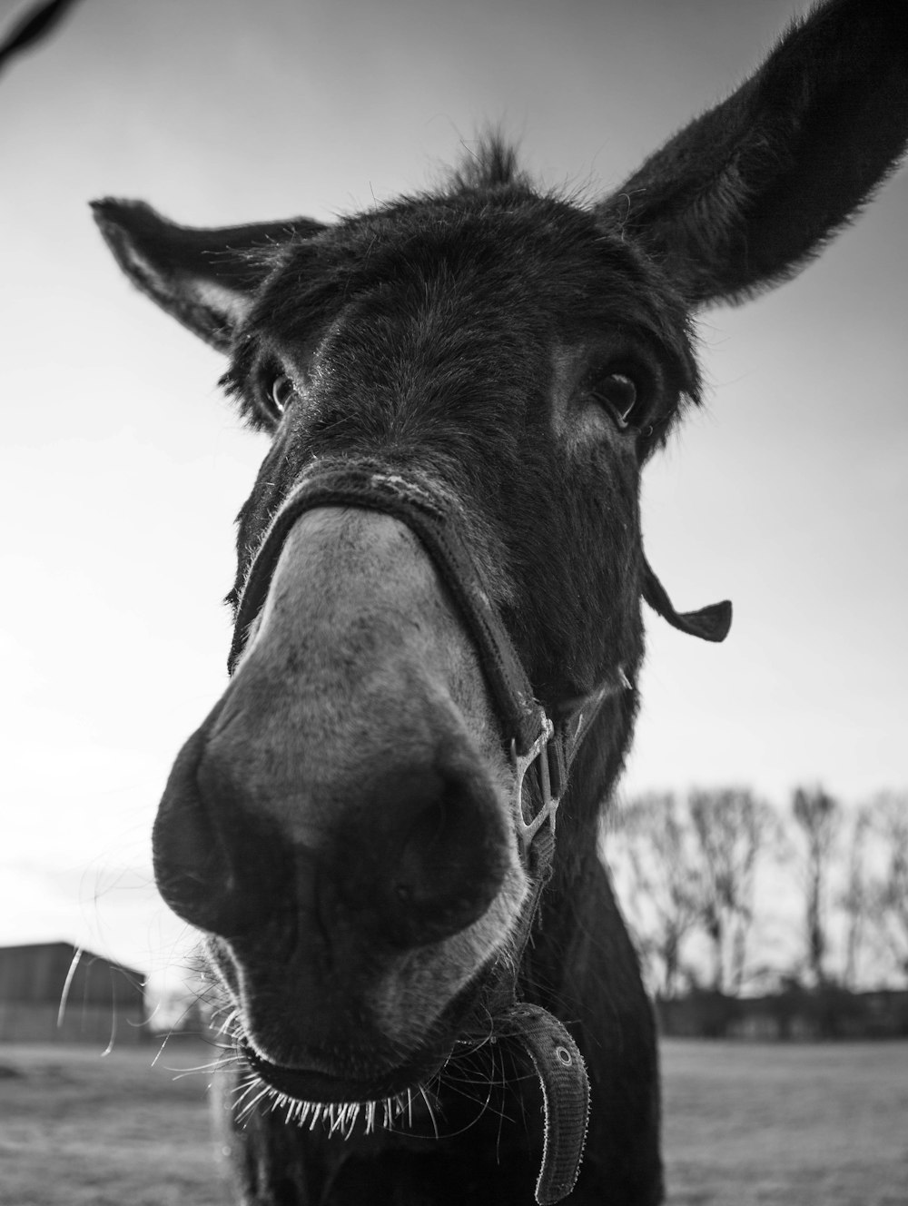 black donkey