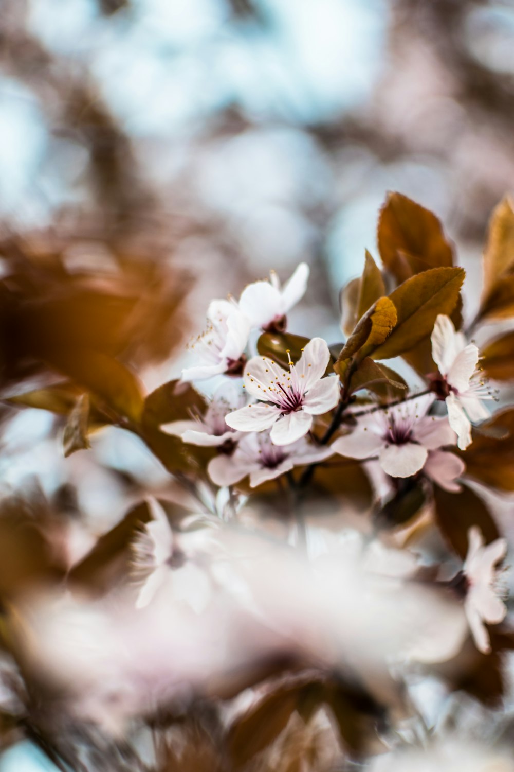 selective focus photography of pink petaled flowers