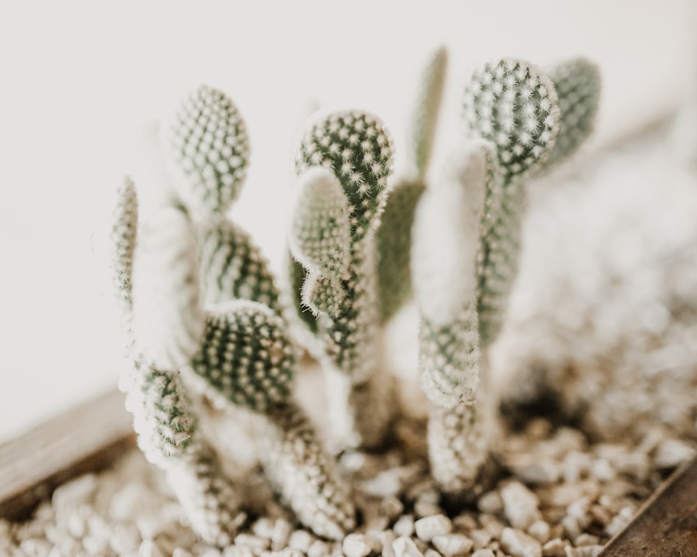 green cactus plant near stones