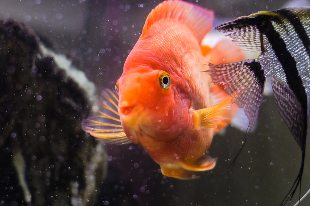 orange and gray white fish in water