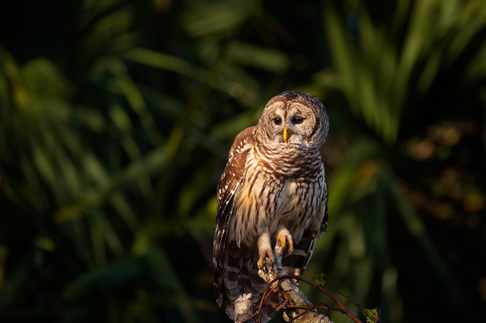 Selektive Fokusfotografie einer braunen Eule