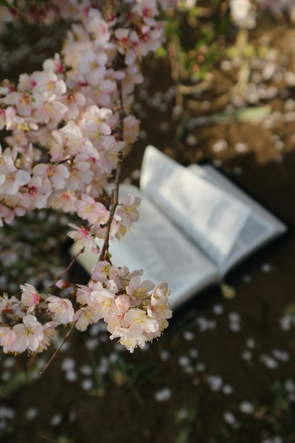 cherry blossom flowers